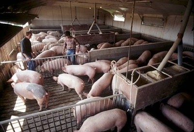 Report predicts tough times for Chinese pork 
