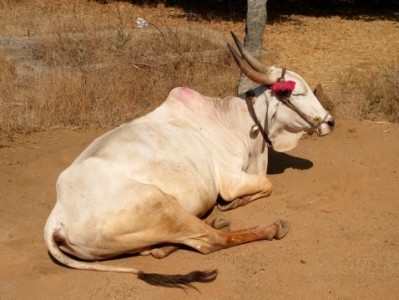 India to become world’s largest beef exporter in 2012