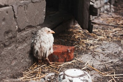 In 2014, Hong Kong culled thousands of chickens after the H7 strain was found