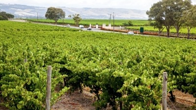Orchard process provides cool solution to heat stressed vines