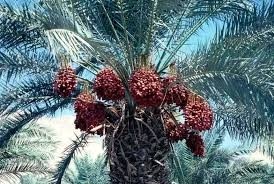 Dr S Mohan Jain: “Sustainable date palm production faces new challenges – industrialisation, loss of gene pool, and climate change...