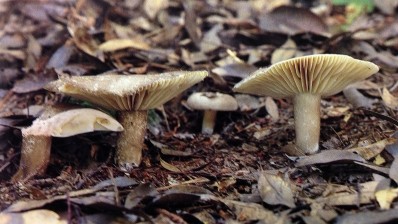 Poisonous mushrooms accounted for a number of the food poisoning deaths
