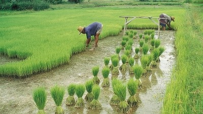 China must focus on modernising its agriculture, IFPRI has warned