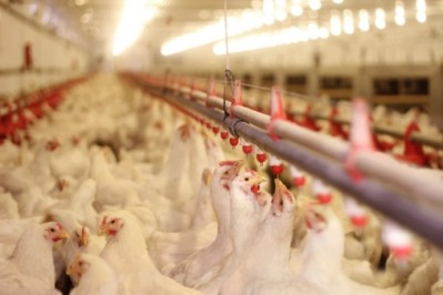 Chinese broiler production flat