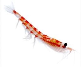 Rising awareness in Asia behind new krill oil orders for Neptune