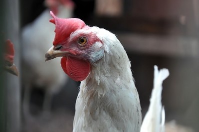 China's chicken supply could be at risk