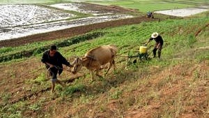 North Korea faces worst food shortage since famine of 2001