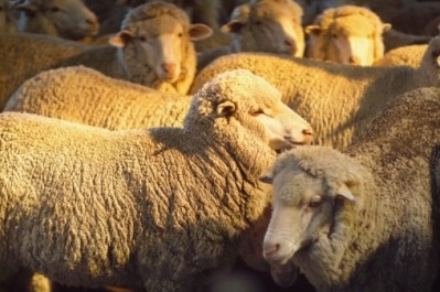 China is importing more NZ lamb and beef