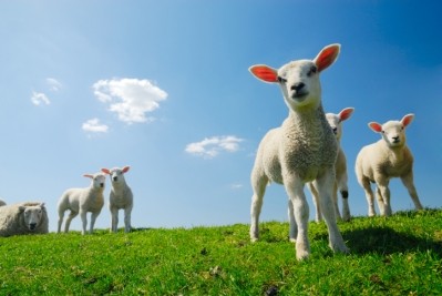 An extra 500,000 lambs will be required per year