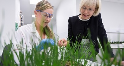 Fighting wheat pathogens: 'Yellow spot disease is arguably the most costly disease to Australian wheat growers in terms of yield loss,' says head researcher
