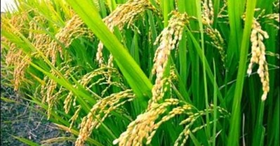 China concludes 'successful' tests on transgenic rice