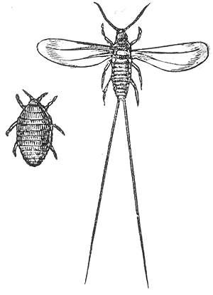 Cochineal insects