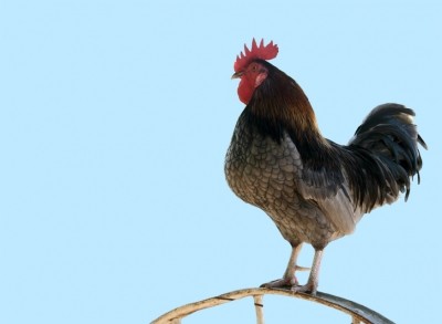 OIE warns over detecting bird flu in China