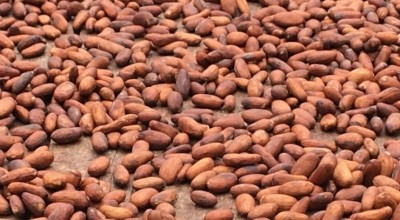 Ghana is looking to Dubai as a potential platform to sell its cocoa beans. Pic: CN