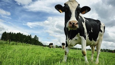 Dairy farmers in Queensland are calling on shoppers to boycott Coles stores, after the retailer declined to adopt a 10-cent drought levy on milk. ©iStock