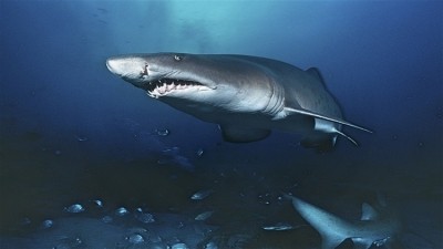 The UAE has banned the import and re-export of shark meat. 