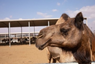 阿联酋 Al Ain Farms 首席执行官独家报道 2：评估了面向中国的骆驼奶出口计划和新冠疫情的影响