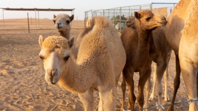 Saudi invests in camel dairy firm to bolster industry growth amid economy diversification. ©Getty Images