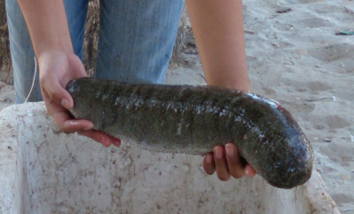The Aquaculture Group expects first harvest of sea cucumbers this year ©The Aquaculture Group