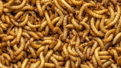 Insects as a source of feed promises much in terms of bioavailability, sustainability and nutrition for animals. ©iStock