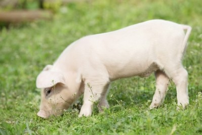 Privately-owned Cargill said the plant would produce its piglet feed Neopigg
