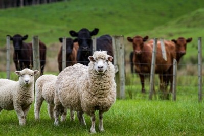 New Zealand meat prices remain firm