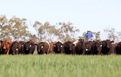 Australian Agricultural Company suffers $100m hit