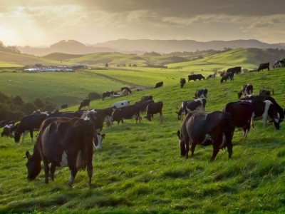 New Zealand cattle emissions lower than previously estimated
