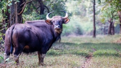 India on the rise to become top bovine meat exporter