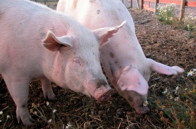 Pork research projects wanted