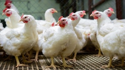 Collective bargaining victory for Australian poultry farmers