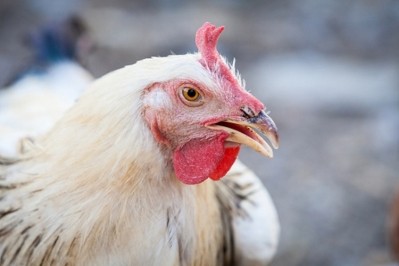 CP Foods praises compartment Avian Influenza method