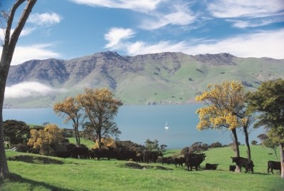 New Zealand farmers warned of further processing delays