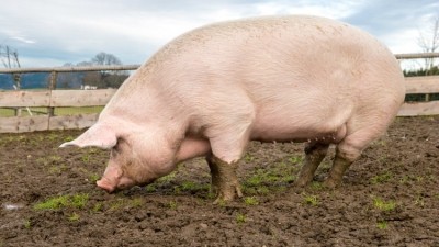 Chinese pork production hit by ASF