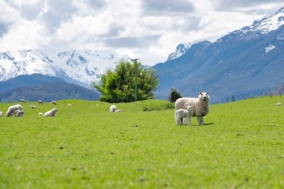 Online lamb campaign launched in China