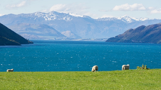 Lamb farmers in New Zealand have seen inflation rise by 20% in the last 10 years