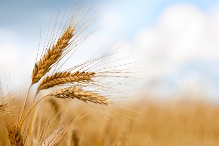 Qatar launches farmers’ association