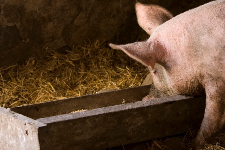 Pork prices down according to Chinese Department of Agriculture data