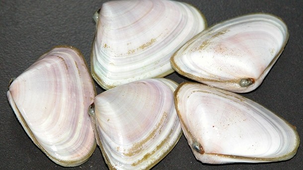 Pipis on the MAP thanks to Asia’s demand for cockles