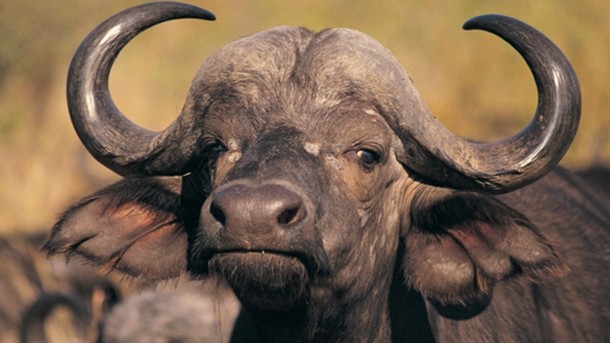 Holy cow! Modi’s buffalo stance is based on votes, not religion