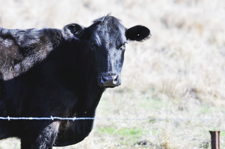 The country wants to increase its share of pure-breed beef cattle to 40-50%
