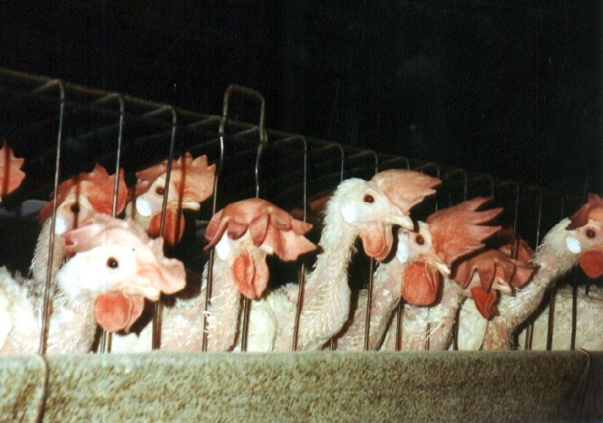 Oz egg lobby slams moves to end caged egg production 