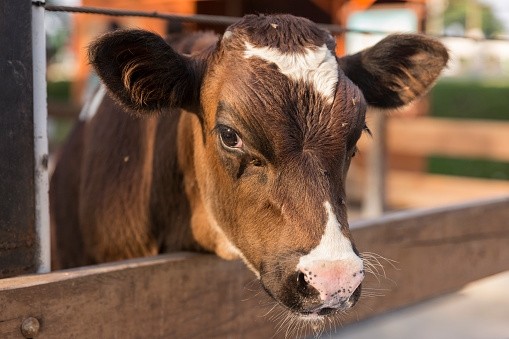 The report said there is no 'economic justification' for tighter competition laws on beef