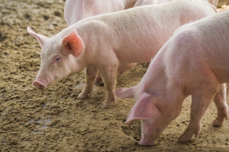 China's pork sector is going through major expansion, but there are concerns over profits