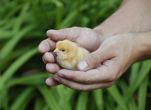 Thailand wants poultry labour standards to comply with international ones
