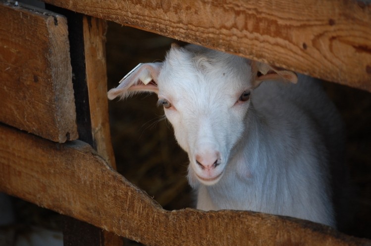 Live exports: Australian goats mistreated in Malaysia