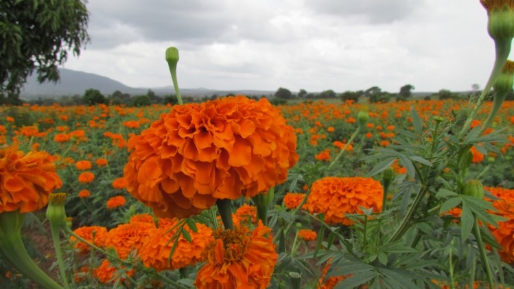 Indian firm targets South America with marigold colour extract