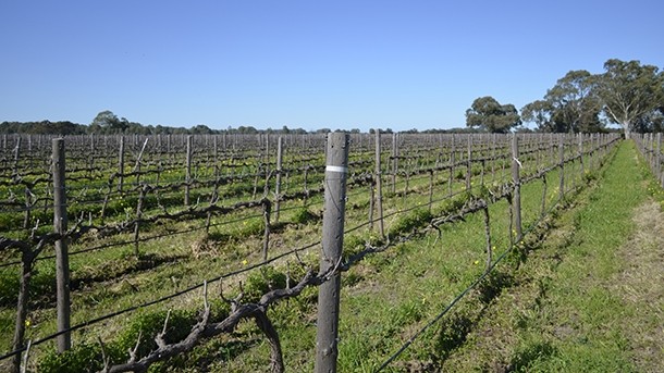 The Bruer winery in South Australia stands to gain from easier market access