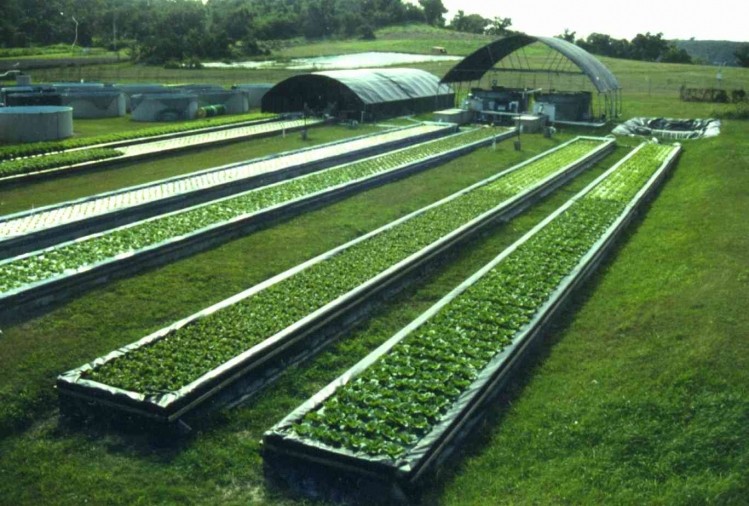 Opportunities for aquaponics in Asia?