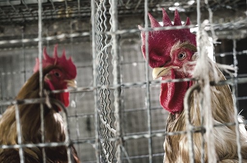 Thailand's poultry industry has been plagued by abuse allegations